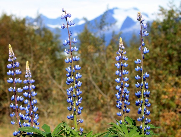 Juneau _Alaska_, Flowers